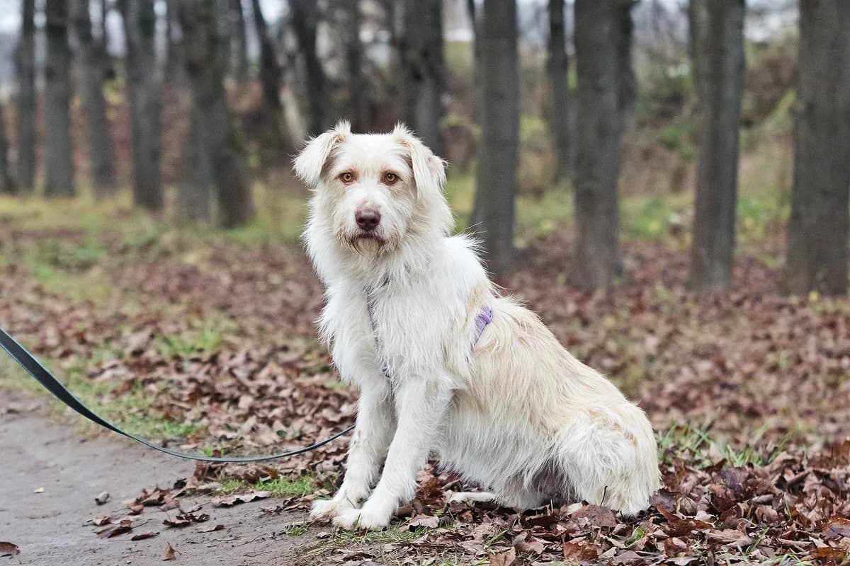 Wenik | H26- 2503, male Mixed Breed for adoption at Tierschutzverein House of animals Marfino eV, Jessen (Elster)