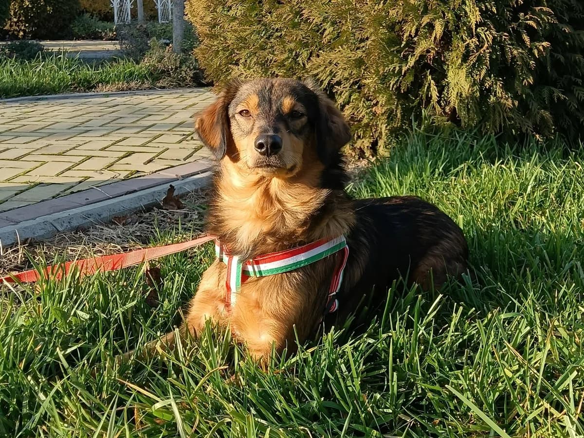 Dick | H26-1800, male Mixed Breed for adoption at Tierschutzverein House of animals Marfino eV, Jessen (Elster)