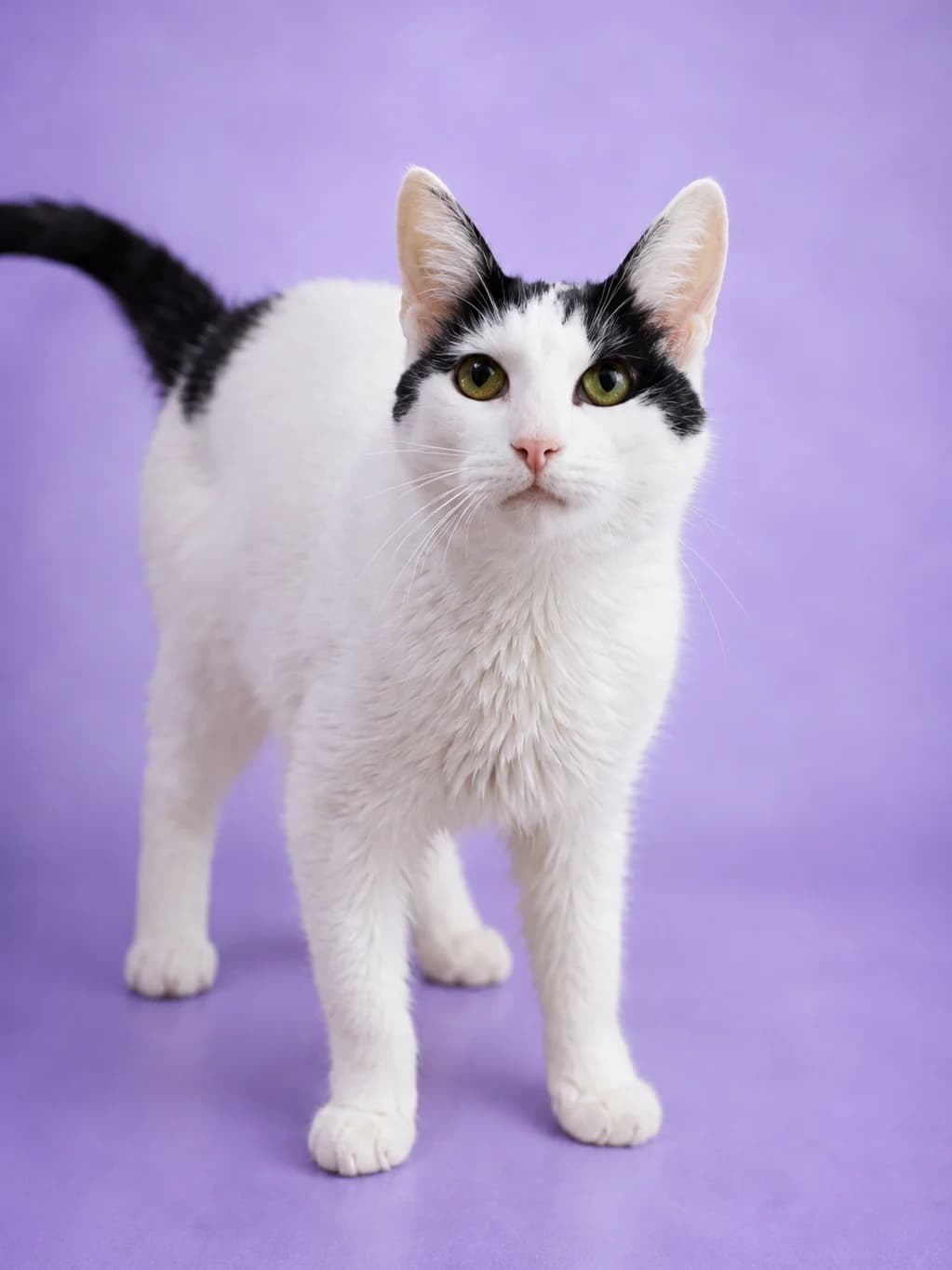 Sandra| K26-0122, female 5yo Mixed Breed for adoption at Tierschutzverein House of animals Marfino eV, Jessen (Elster)
