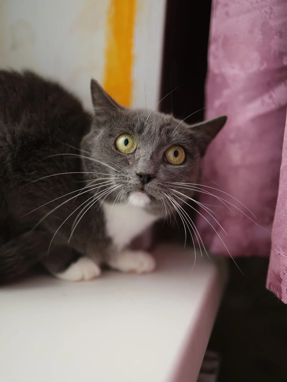 Janet| K26-0428, female 4yo Mixed Breed for adoption at Tierschutzverein House of animals Marfino eV, Jessen (Elster)