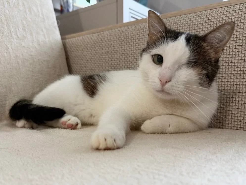 Marisha| K26-1401, female 3yo Mixed Breed for adoption at Tierschutzverein House of animals Marfino eV, Jessen (Elster)