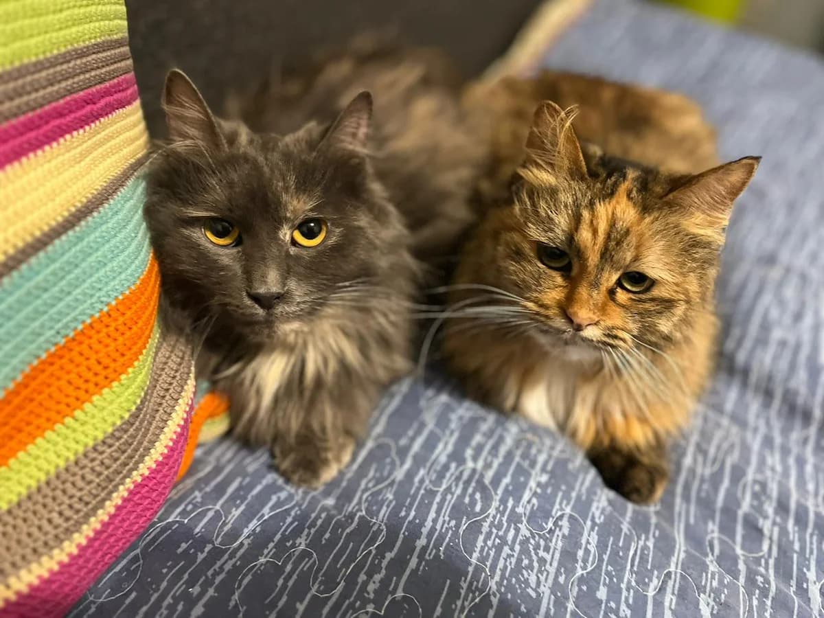Mary & Shashka| K26-1712, female 3yo Mixed Breed for adoption at Tierschutzverein House of animals Marfino eV, Jessen (Elster)