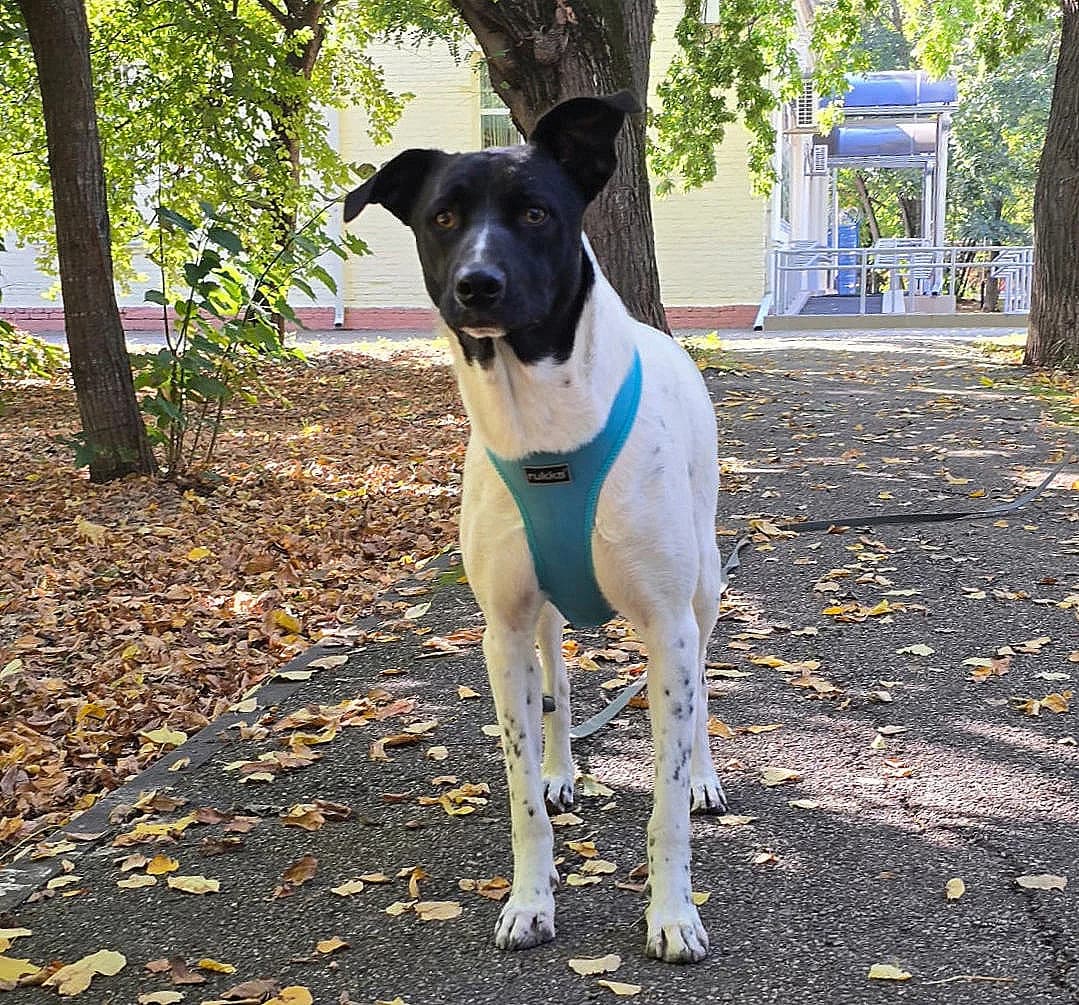 Chivas | H26-1801, male Mixed Breed for adoption at Tierschutzverein House of animals Marfino eV, Jessen (Elster)
