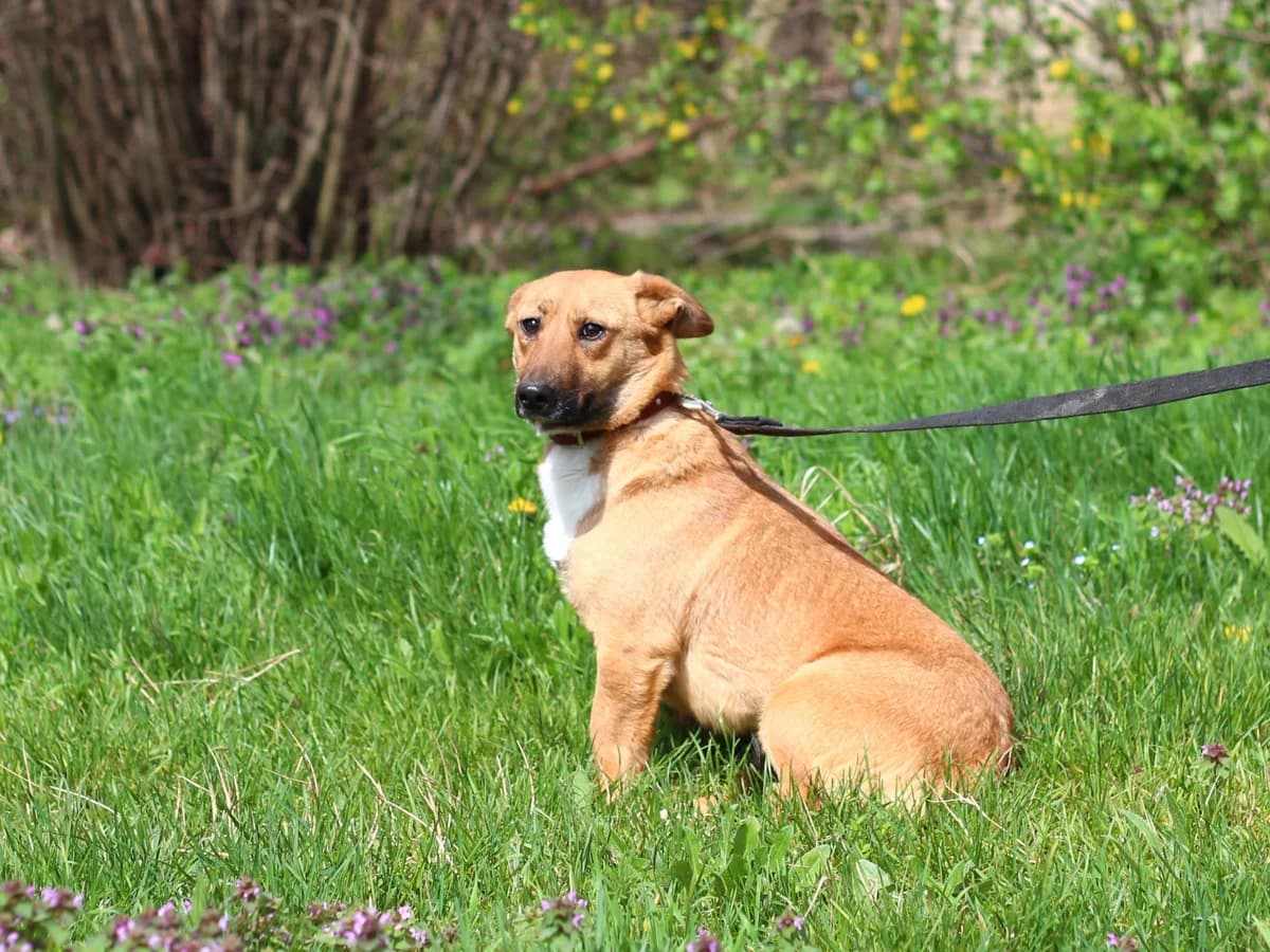 Frida | H26-1803, female Mixed Breed for adoption at Tierschutzverein House of animals Marfino eV, Jessen (Elster)