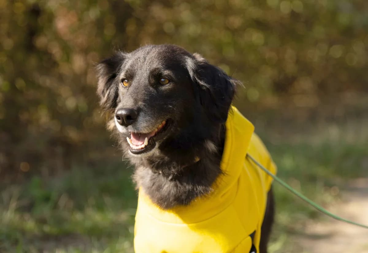 Gabi | H26-1804, female Mixed Breed for adoption at Tierschutzverein House of animals Marfino eV, Jessen (Elster)