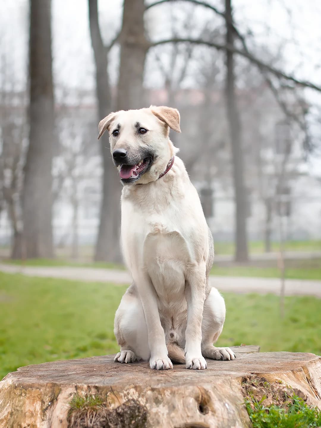 Kefir | H26-1805, male Mixed Breed for adoption at Tierschutzverein House of animals Marfino eV, Jessen (Elster)