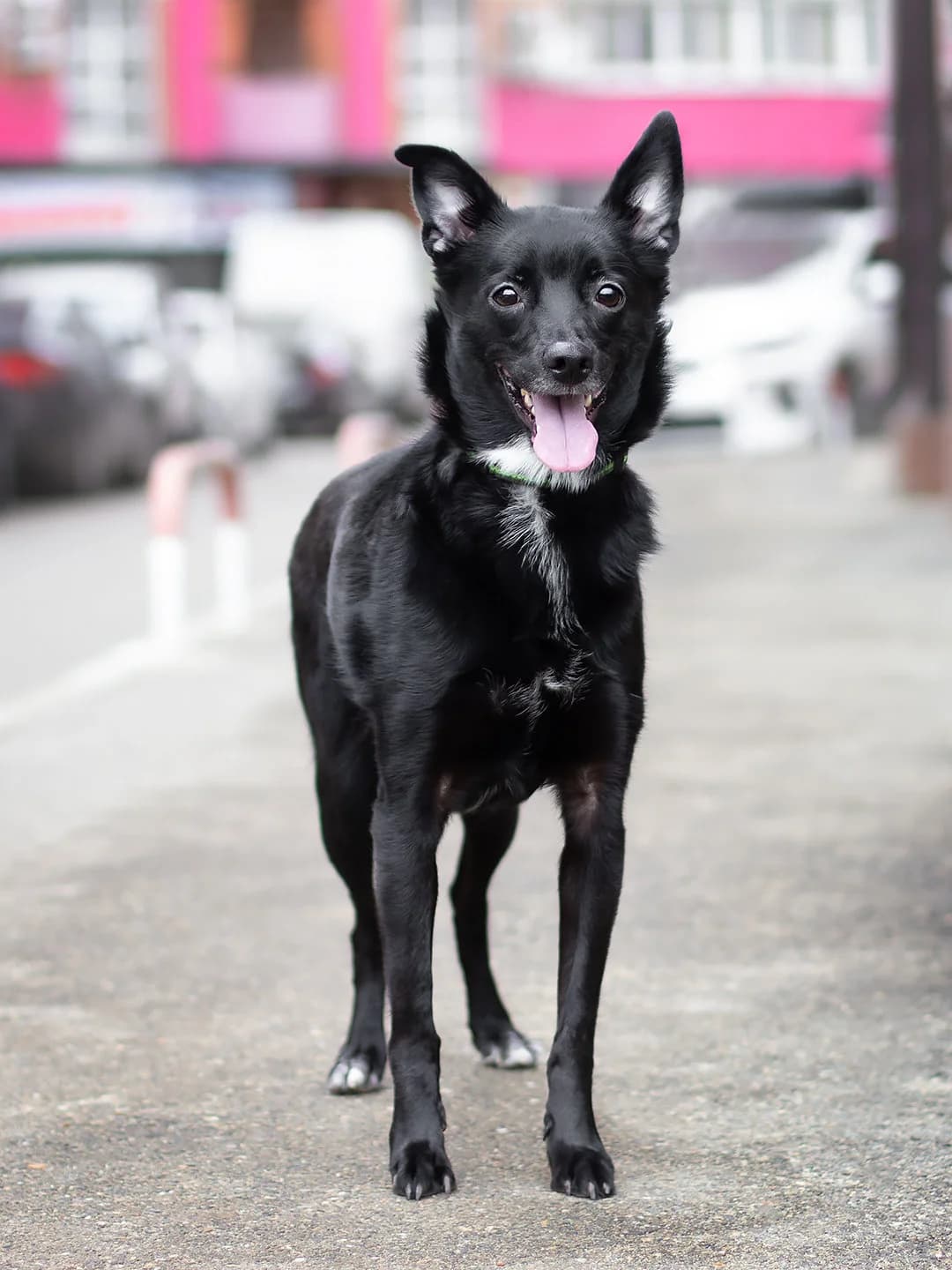 Kira | H26-1806, female Mixed Breed for adoption at Tierschutzverein House of animals Marfino eV, Jessen (Elster)