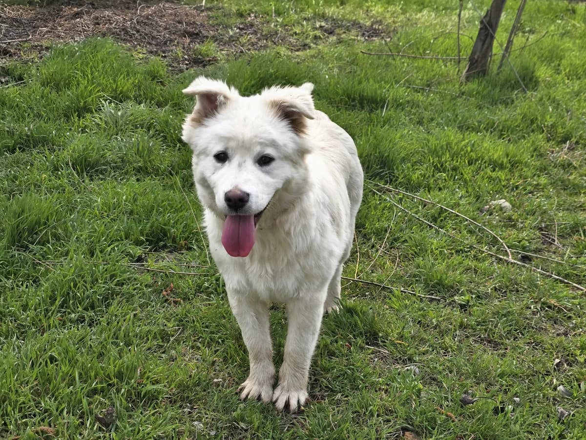 Klava | H26-1807, female Mixed Breed for adoption at Tierschutzverein House of animals Marfino eV, Jessen (Elster)