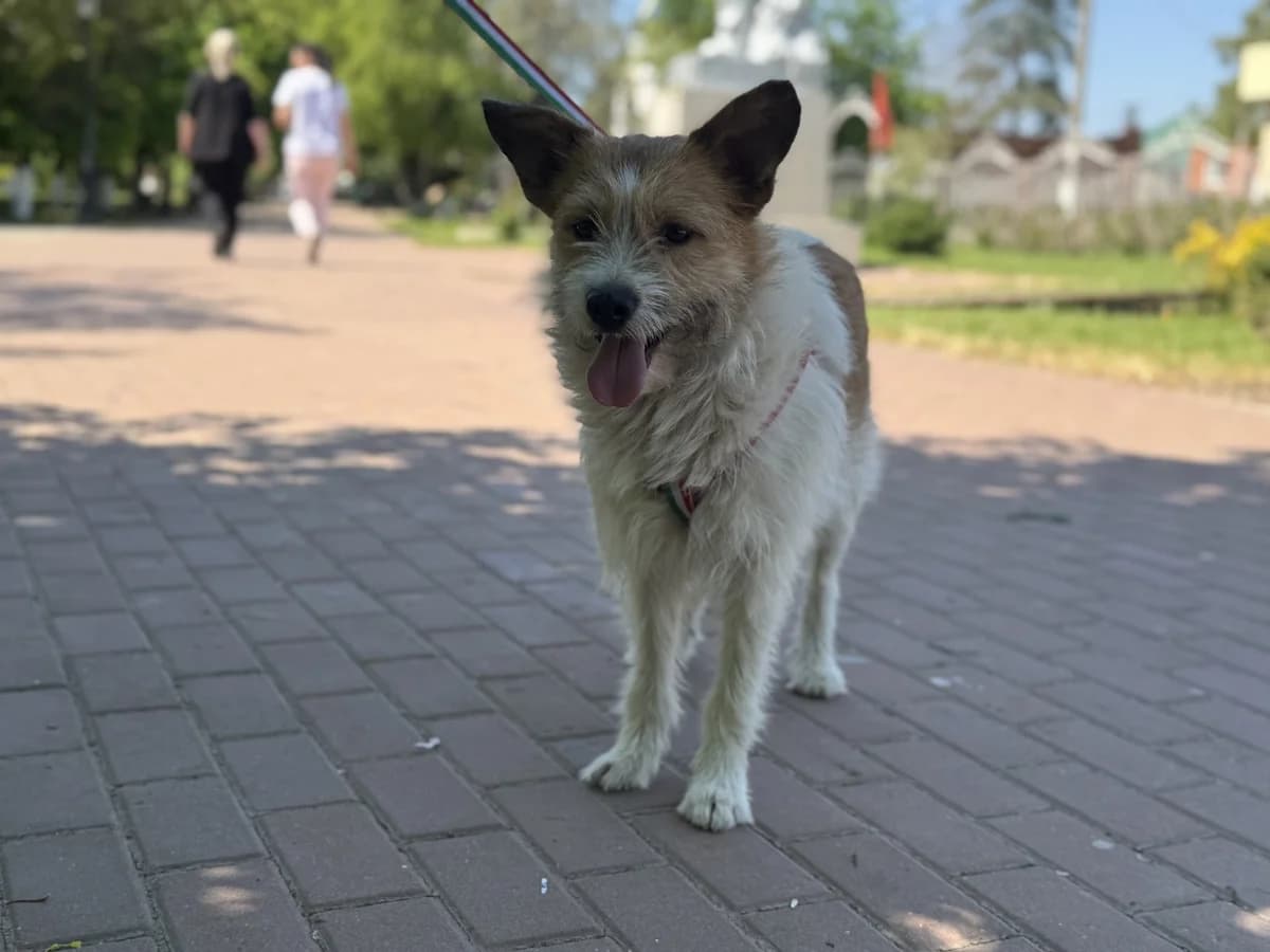 Konor | H26-1808, male Mixed Breed for adoption at Tierschutzverein House of animals Marfino eV, Jessen (Elster)