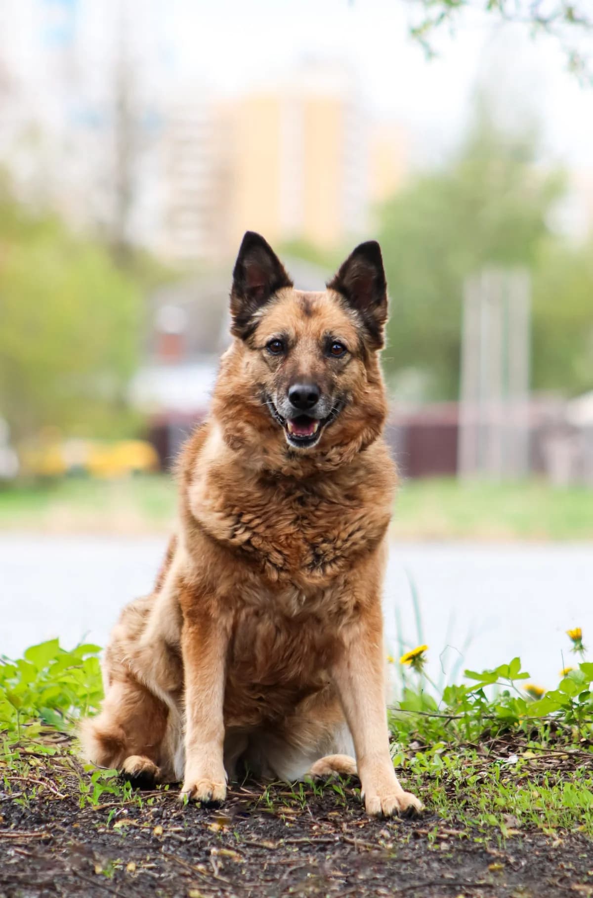 Lada | H26-1809, female Mixed Breed for adoption at Tierschutzverein House of animals Marfino eV, Jessen (Elster)