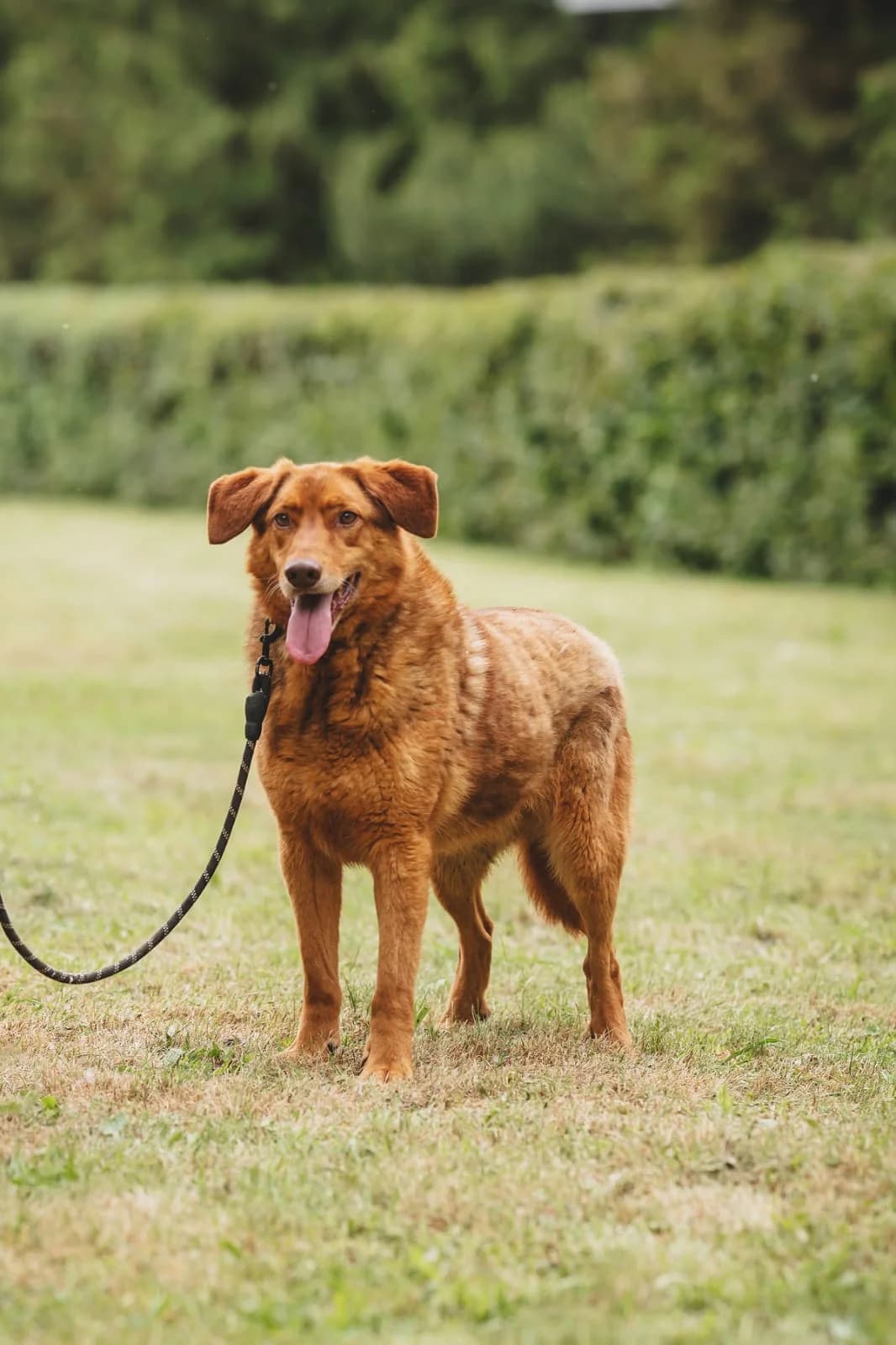 Mokko| H26-2010, male senior Mixed Breed for adoption at Tierschutzverein House of animals Marfino eV, Jessen (Elster)