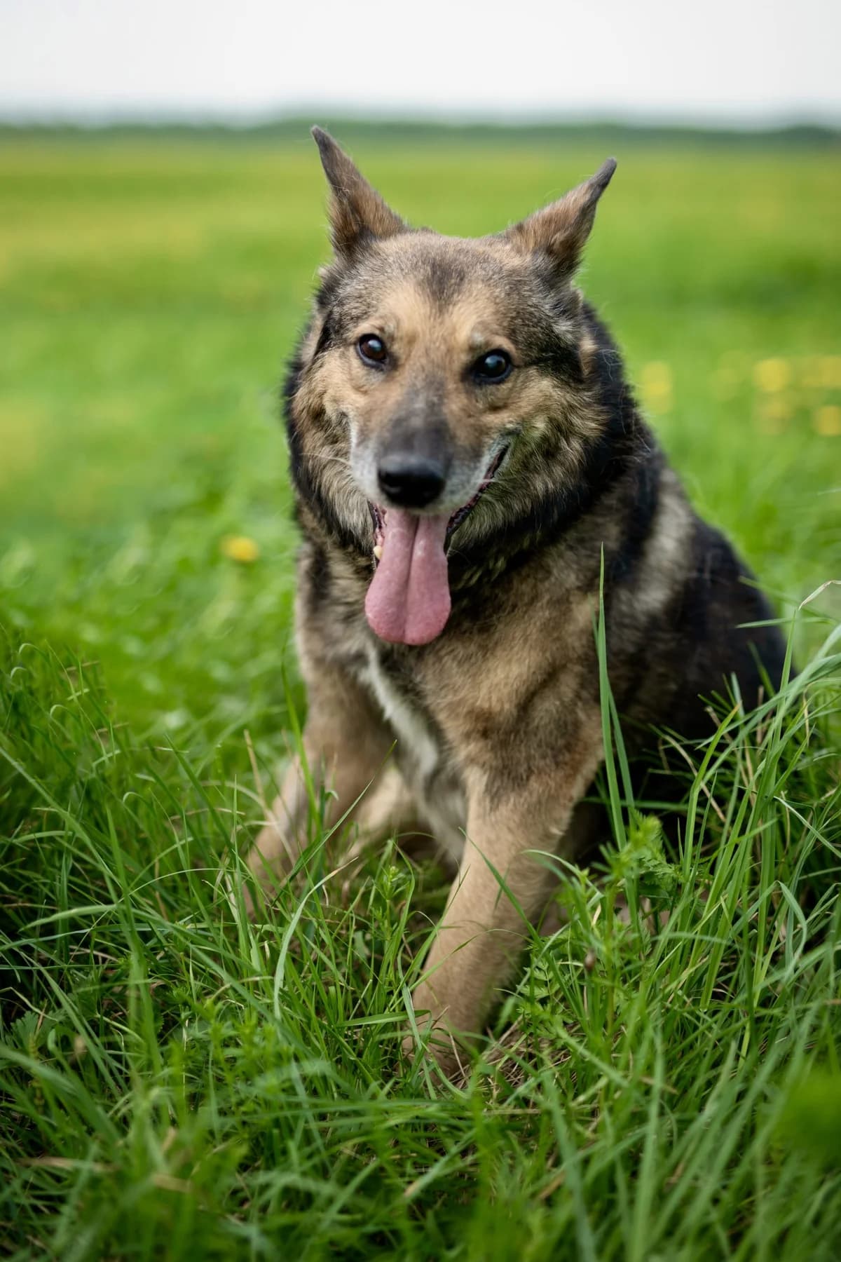 Guy | H26-2007, male senior Mixed Breed for adoption at Tierschutzverein House of animals Marfino eV, Jessen (Elster)