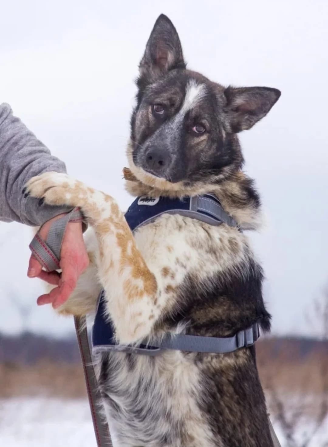 Nyasha | H26-1821, female Mixed Breed for adoption at Tierschutzverein House of animals Marfino eV, Jessen (Elster)