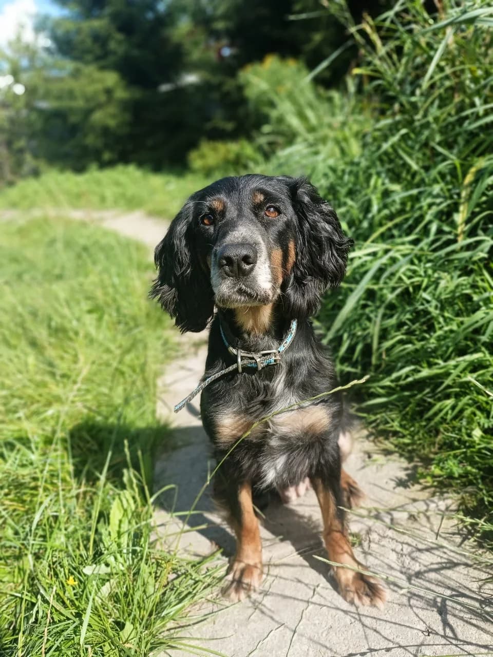 Odri | H26-1822, female Mixed Breed for adoption at Tierschutzverein House of animals Marfino eV, Jessen (Elster)