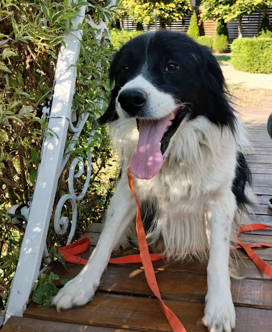 Pirat | H26-1823, male Mixed Breed for adoption at Tierschutzverein House of animals Marfino eV, Jessen (Elster)