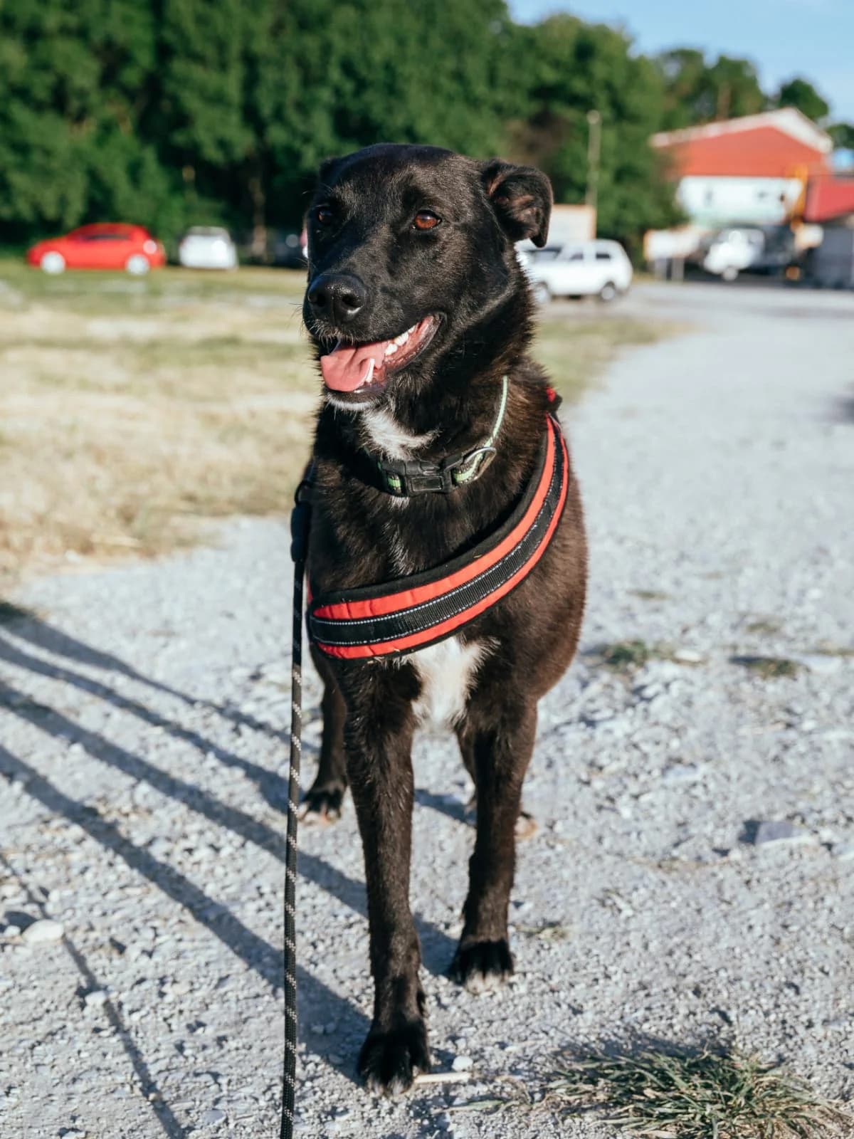 Rei | H26-1824, male Mixed Breed for adoption at Tierschutzverein House of animals Marfino eV, Jessen (Elster)