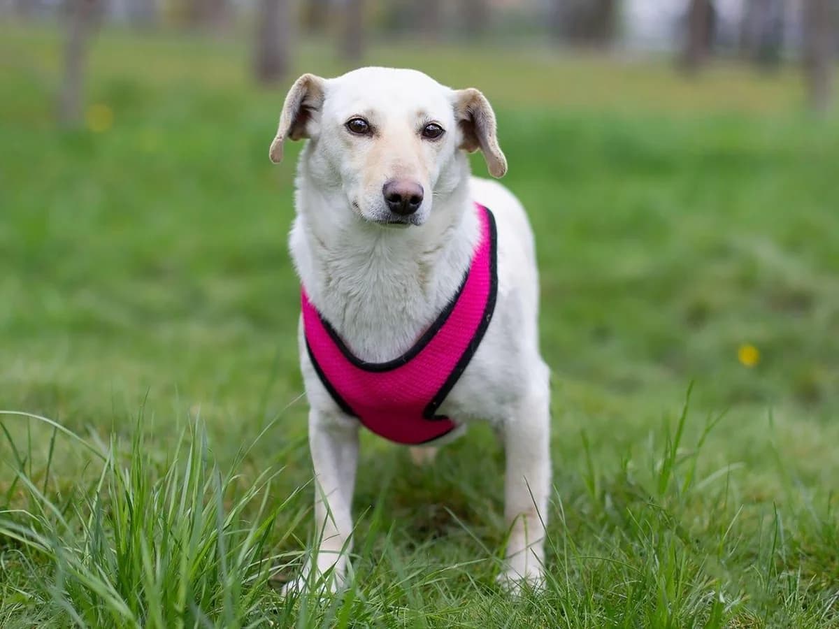 Remo | H26-1825, female Mixed Breed for adoption at Tierschutzverein House of animals Marfino eV, Jessen (Elster)