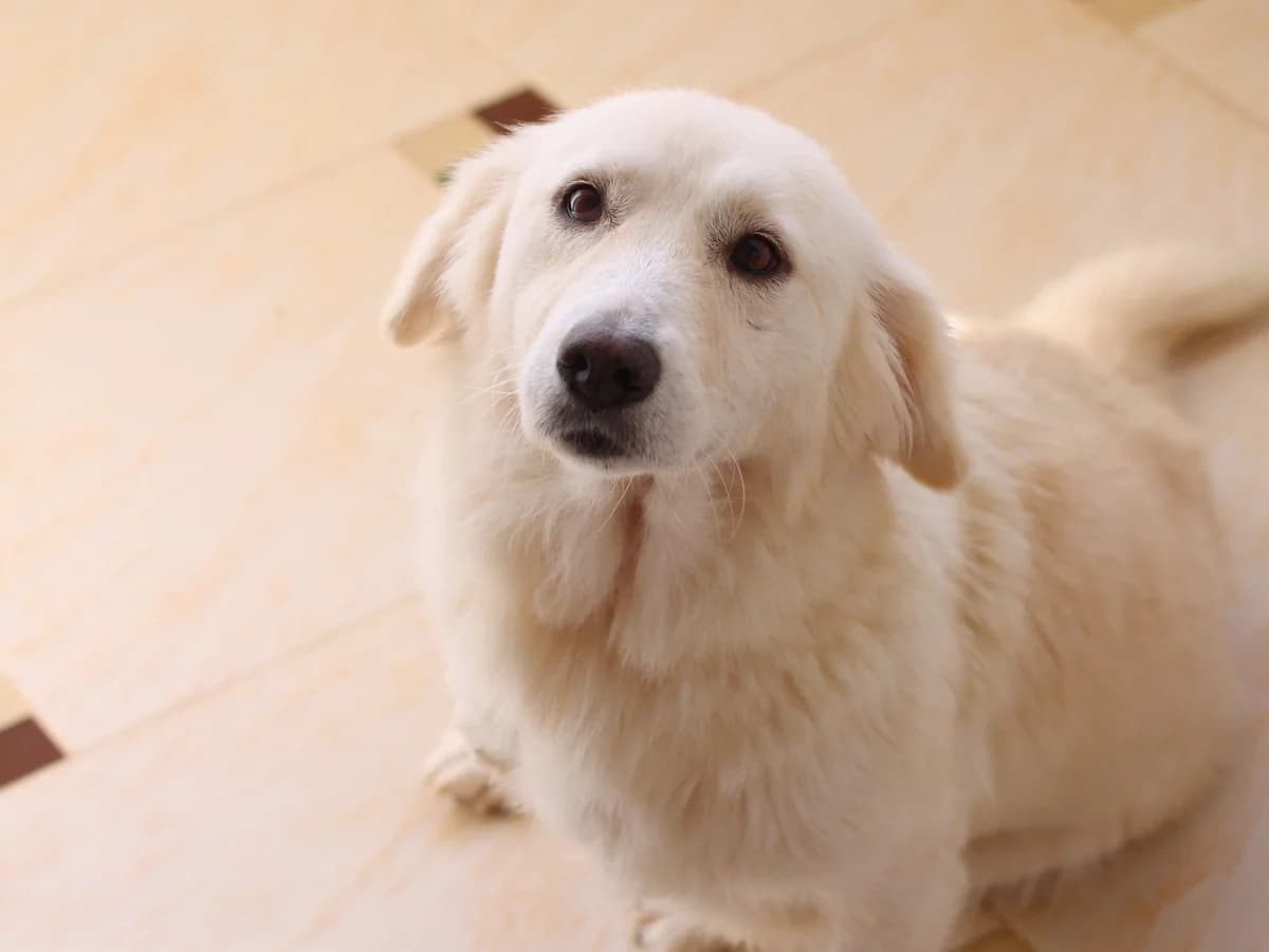 Rossi | H26-1826, female Mixed Breed for adoption at Tierschutzverein House of animals Marfino eV, Jessen (Elster)