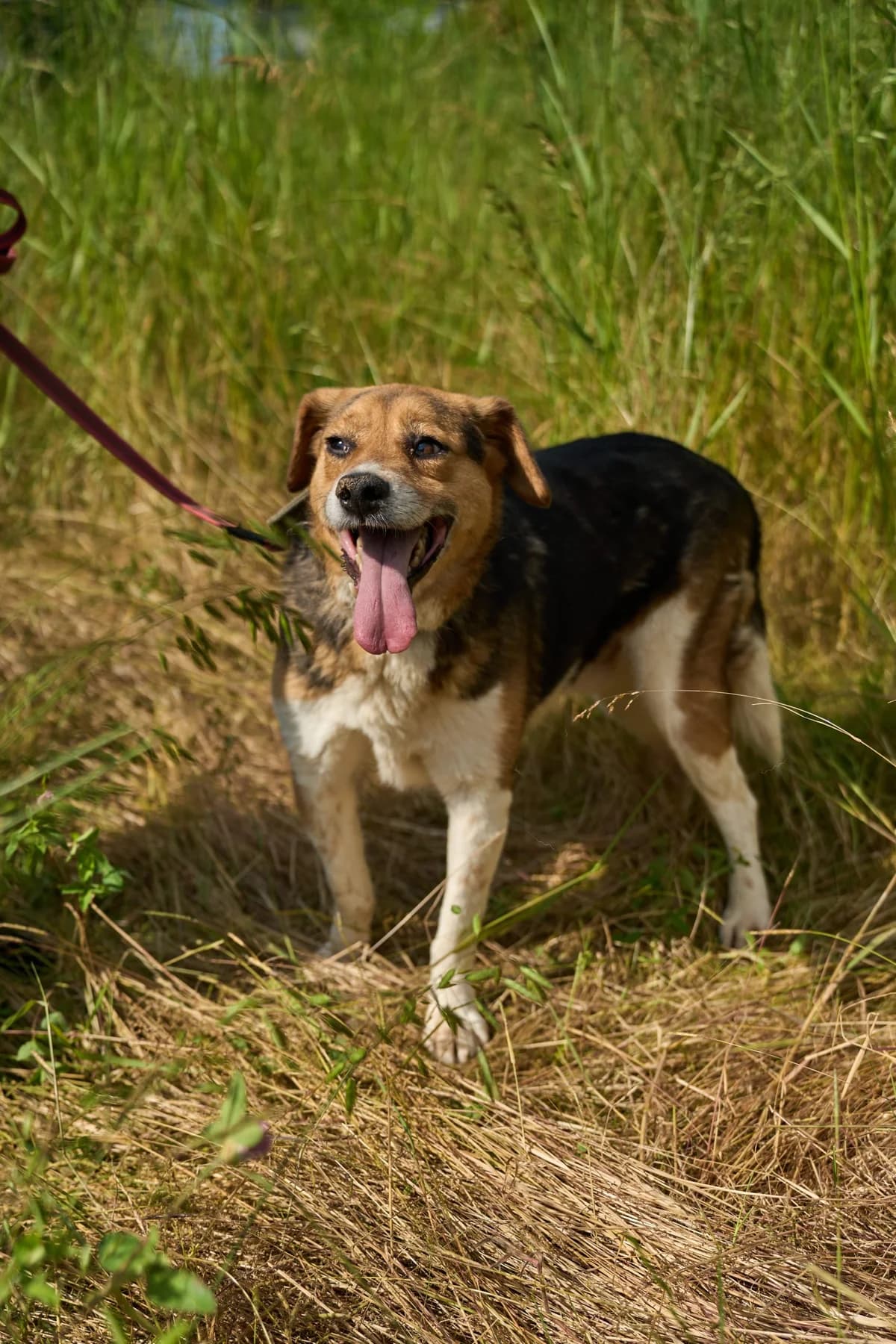 Rusic | H26-1827, male Mixed Breed for adoption at Tierschutzverein House of animals Marfino eV, Jessen (Elster)