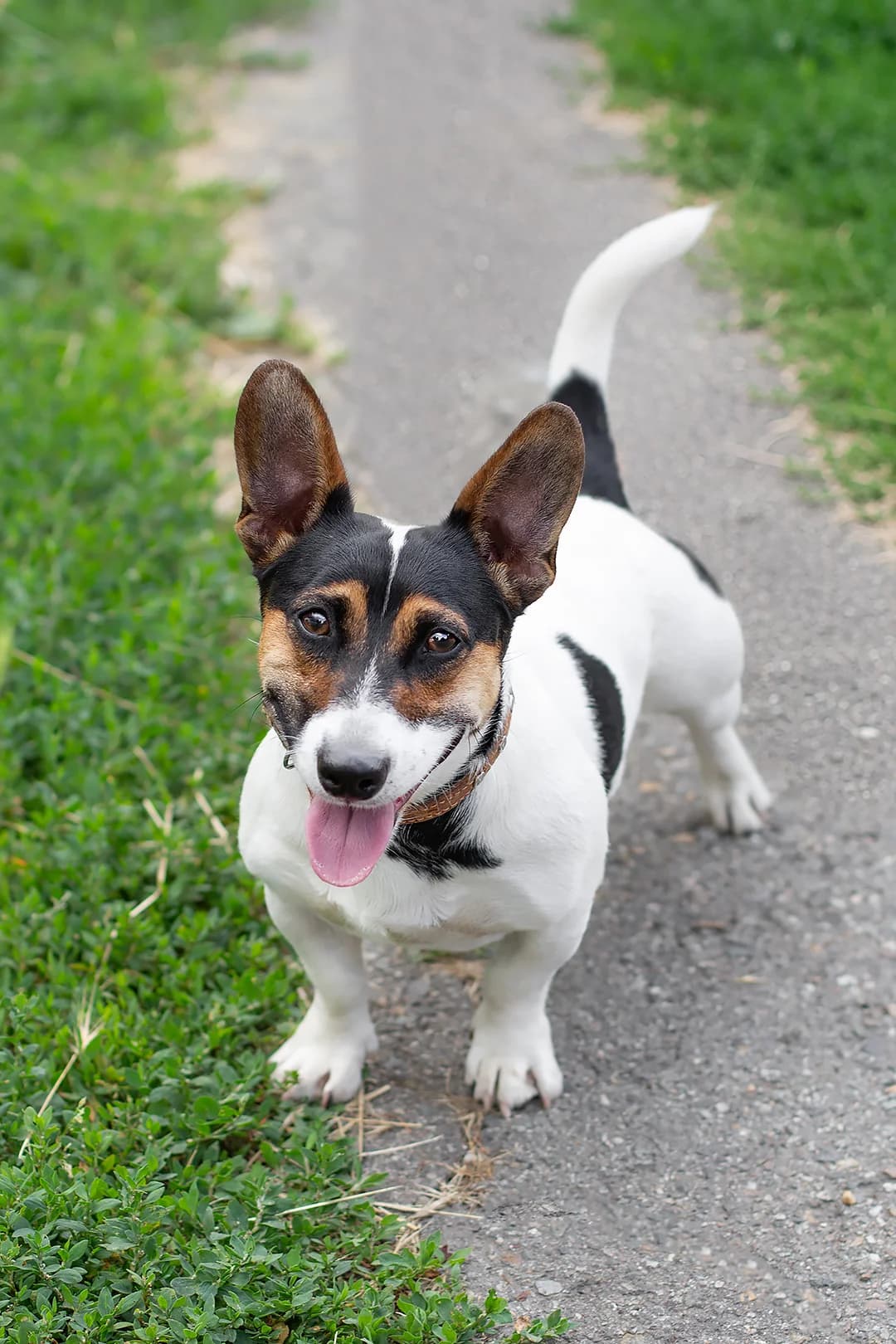 Serij | H26-1829, male Mixed Breed for adoption at Tierschutzverein House of animals Marfino eV, Jessen (Elster)