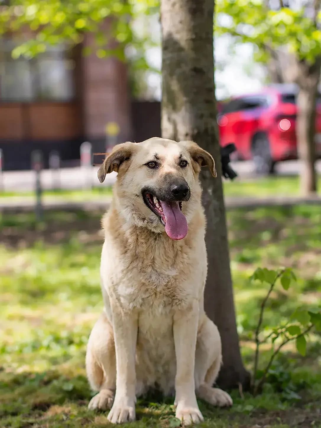 Sever | H26-1830, male Mixed Breed for adoption at Tierschutzverein House of animals Marfino eV, Jessen (Elster)