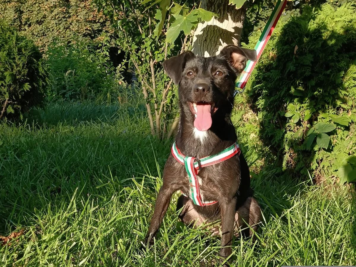 Silva | H26-1831, female Mixed Breed for adoption at Tierschutzverein House of animals Marfino eV, Jessen (Elster)