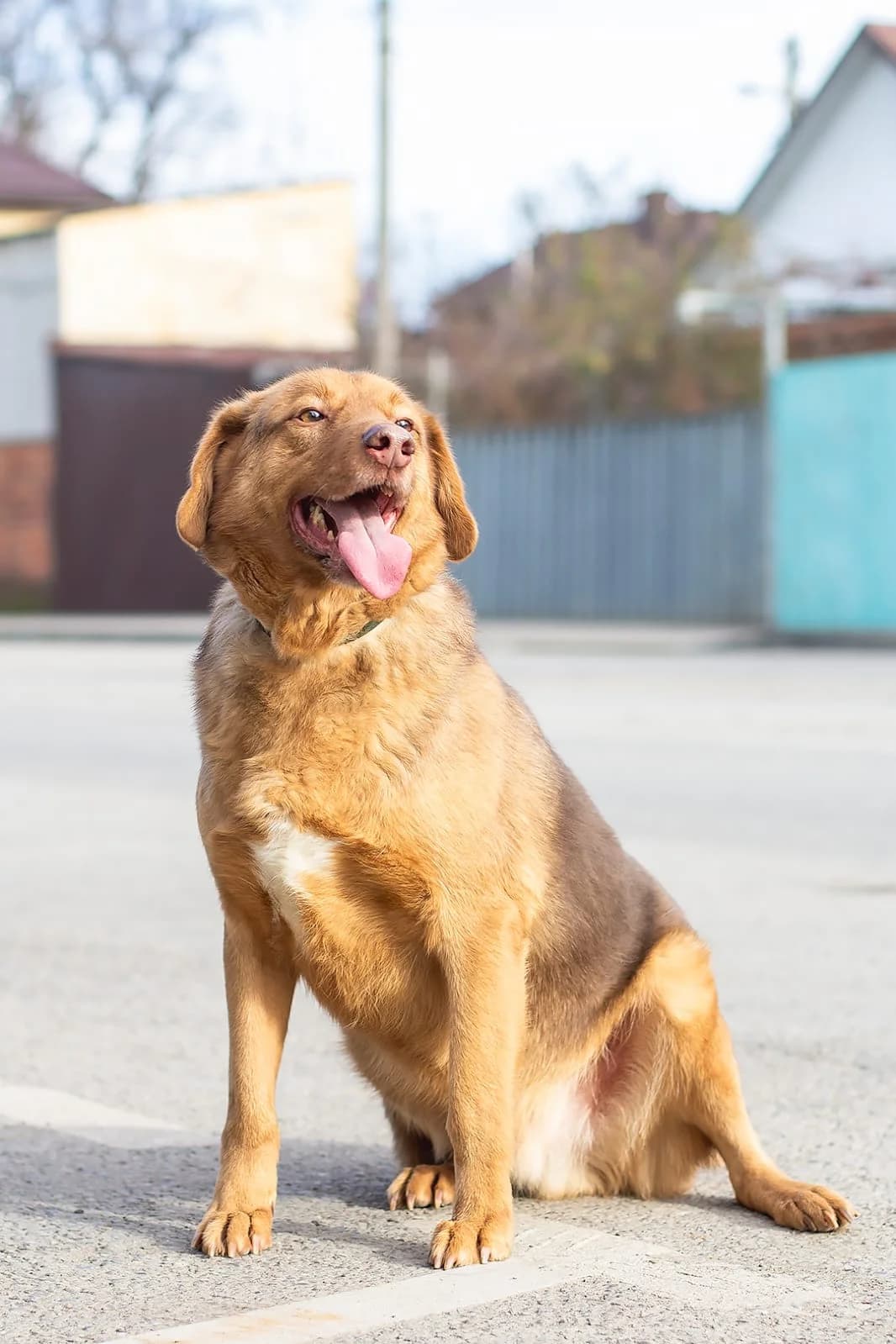 Stas | H26-1832, male Mixed Breed for adoption at Tierschutzverein House of animals Marfino eV, Jessen (Elster)