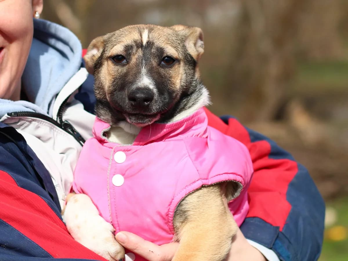 Tori | H26-1834, male Mixed Breed for adoption at Tierschutzverein House of animals Marfino eV, Jessen (Elster)