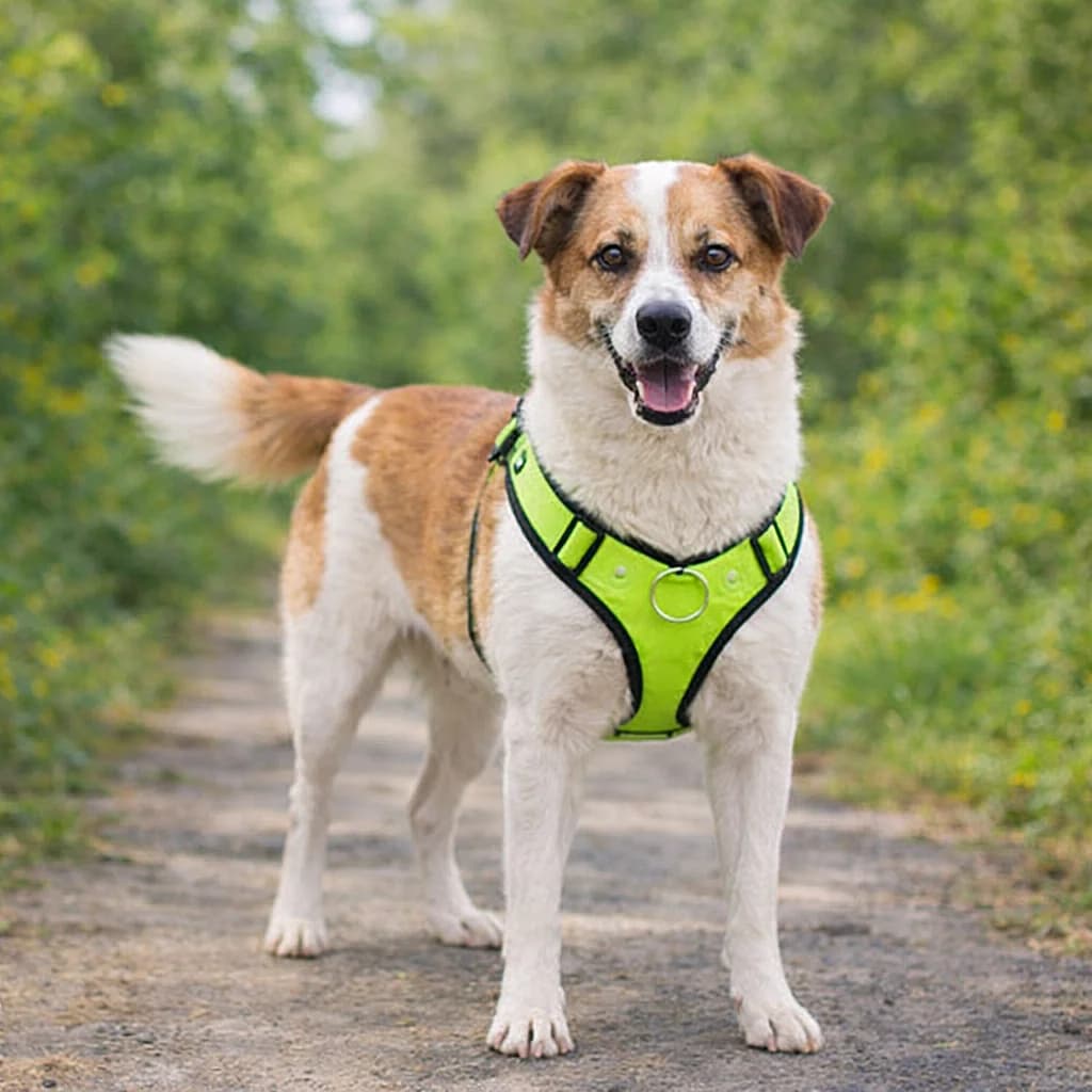 Sara | H26-1828, female Mixed Breed for adoption at Tierschutzverein House of animals Marfino eV, Jessen (Elster)