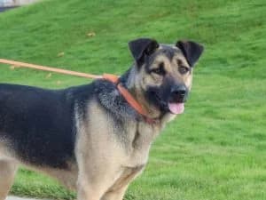 Alma| H26-1844, female young Mixed Breed for adoption at Tierschutzverein House of animals Marfino eV, Jessen (Elster)