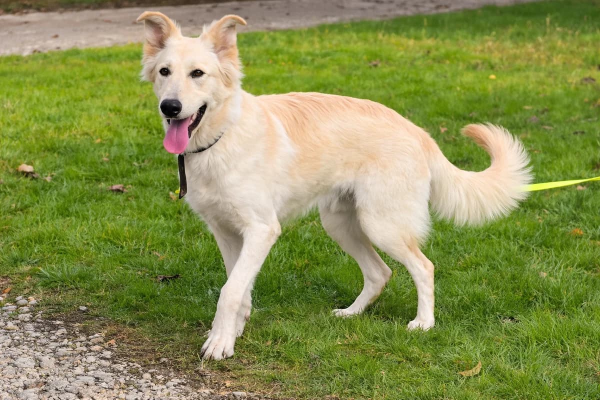 Archi| H26-1845, male Mixed Breed for adoption at Tierschutzverein House of animals Marfino eV, Jessen (Elster)