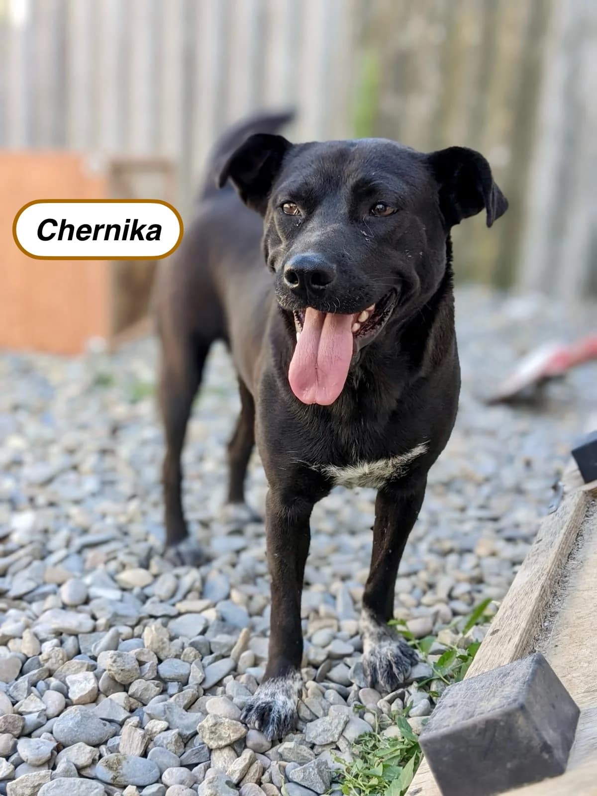 Chernika | H26-1839, female Mixed Breed for adoption at Tierschutzverein House of animals Marfino eV, Jessen (Elster)