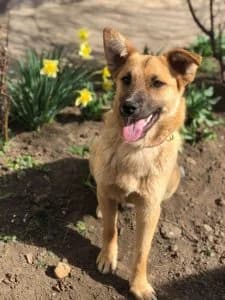 Lis | H26-1838, male young Mixed Breed for adoption at Tierschutzverein House of animals Marfino eV, Jessen (Elster)