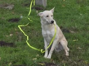 Mickey | H26-1837, male Mixed Breed for adoption at Tierschutzverein House of animals Marfino eV, Jessen (Elster)