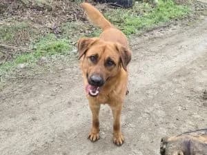 Rudy| H26-1836, male Mixed Breed for adoption at Tierschutzverein House of animals Marfino eV, Jessen (Elster)