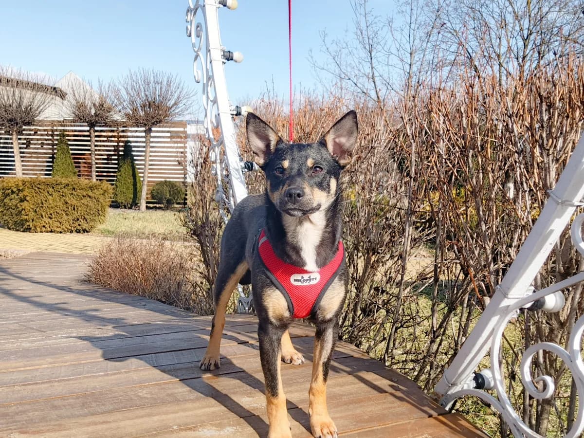 Asya | H26-1847, female Mixed Breed for adoption at Tierschutzverein House of animals Marfino eV, Jessen (Elster)