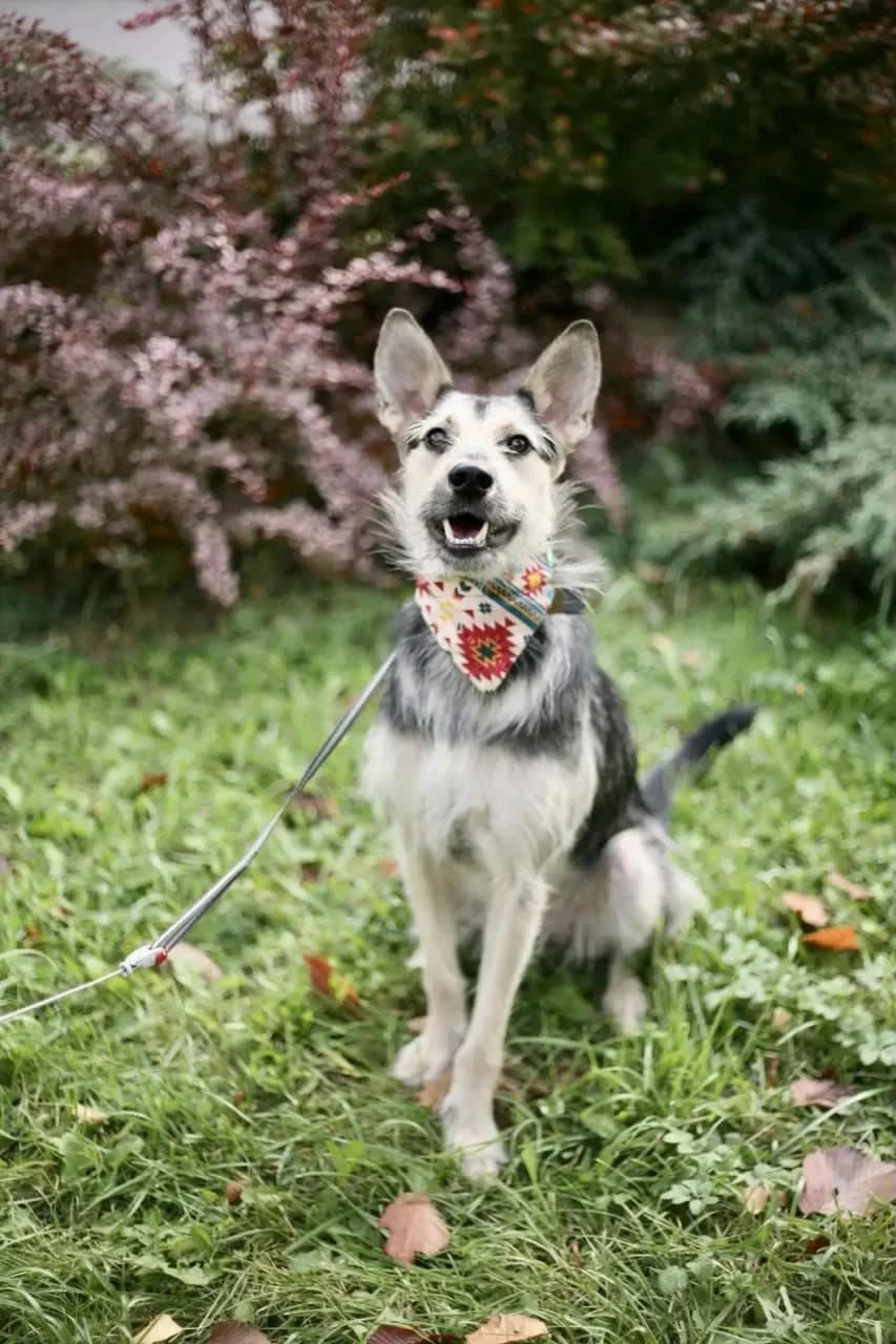 Naida | H26-0100, female Mixed Breed for adoption at Tierschutzverein House of animals Marfino eV, Jessen (Elster)