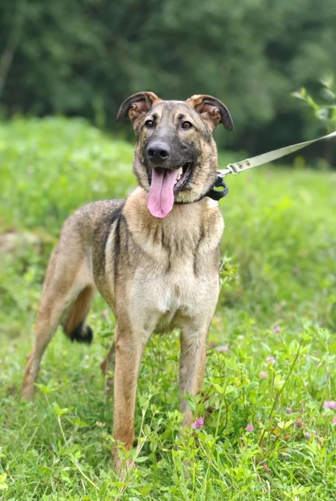 Pouh | H26-0101, male Mixed Breed for adoption at Tierschutzverein House of animals Marfino eV, Jessen (Elster)