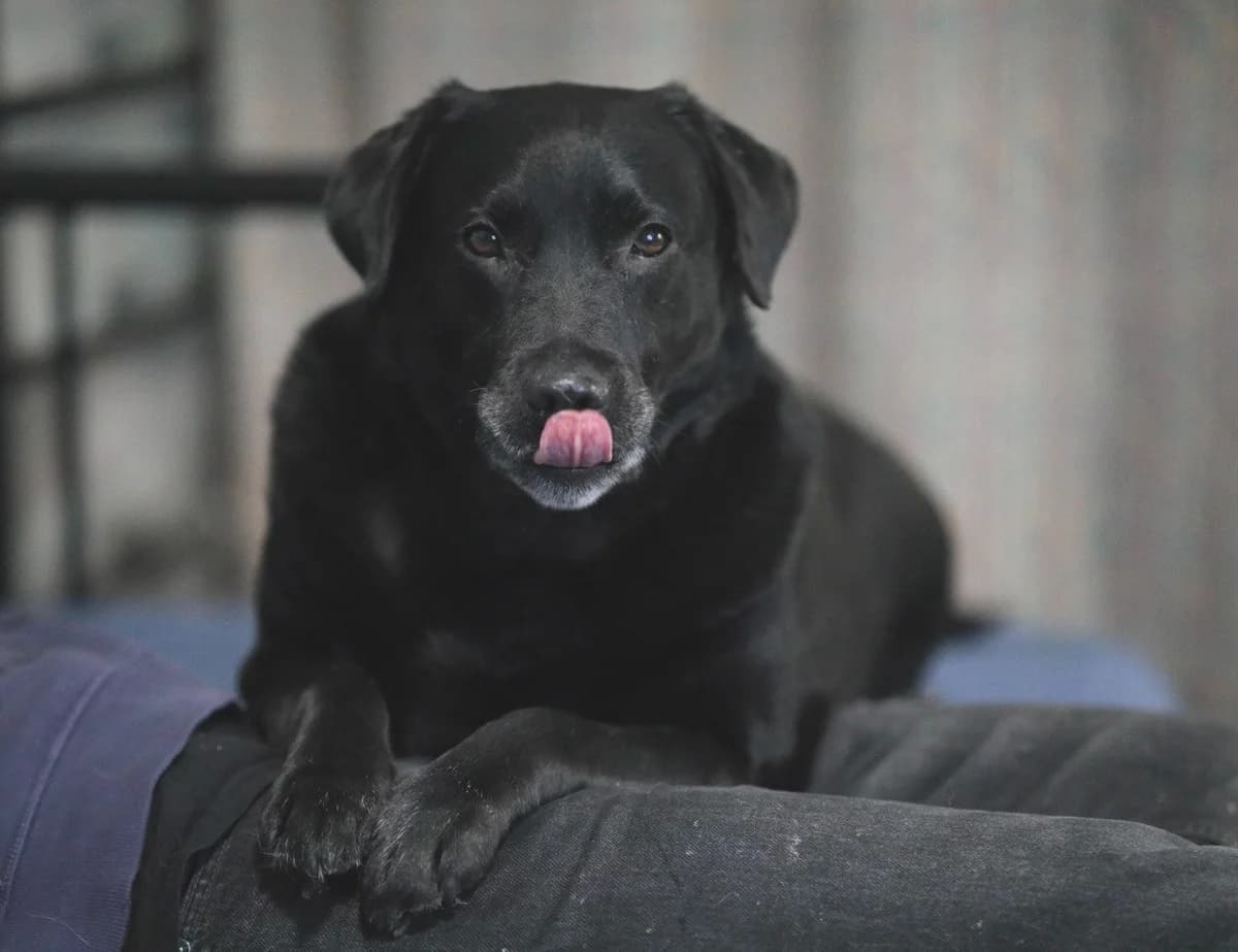 Djulya| H26-0200, female Mixed Breed for adoption at Tierschutzverein House of animals Marfino eV, Jessen (Elster)