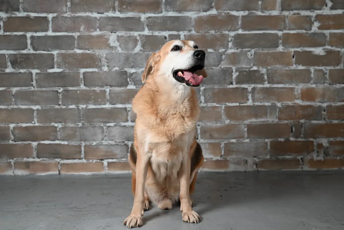 Malenkiy | H26-0201, male Mixed Breed for adoption at Tierschutzverein House of animals Marfino eV, Jessen (Elster)