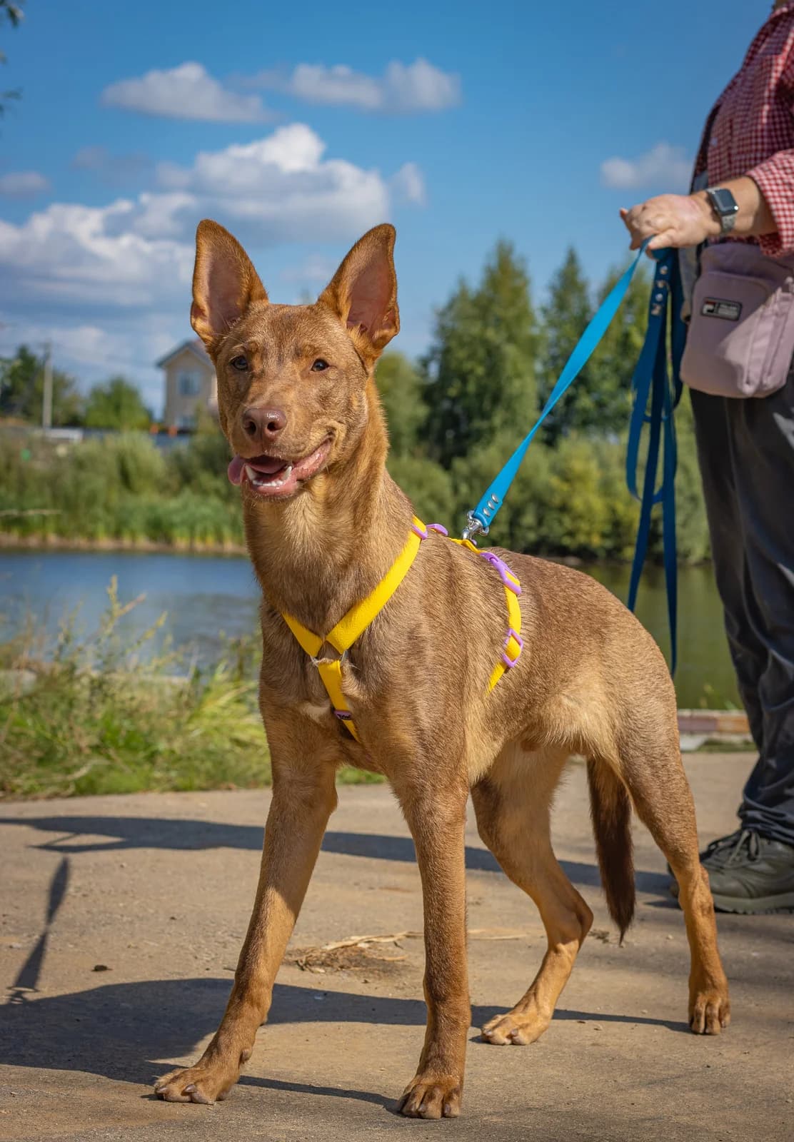 Akio| H26-0601, male Mixed Breed for adoption at Tierschutzverein House of animals Marfino eV, Jessen (Elster)