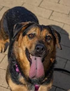 Emma | H26-0602, female Mixed Breed for adoption at Tierschutzverein House of animals Marfino eV, Jessen (Elster)