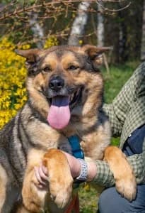 Jack | H26-0603, male Mixed Breed for adoption at Tierschutzverein House of animals Marfino eV, Jessen (Elster)