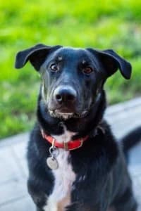 Nik | H26-0604, male Mixed Breed for adoption at Tierschutzverein House of animals Marfino eV, Jessen (Elster)