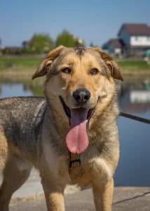 Yukon | H26-0605, male Mixed Breed for adoption at Tierschutzverein House of animals Marfino eV, Jessen (Elster)