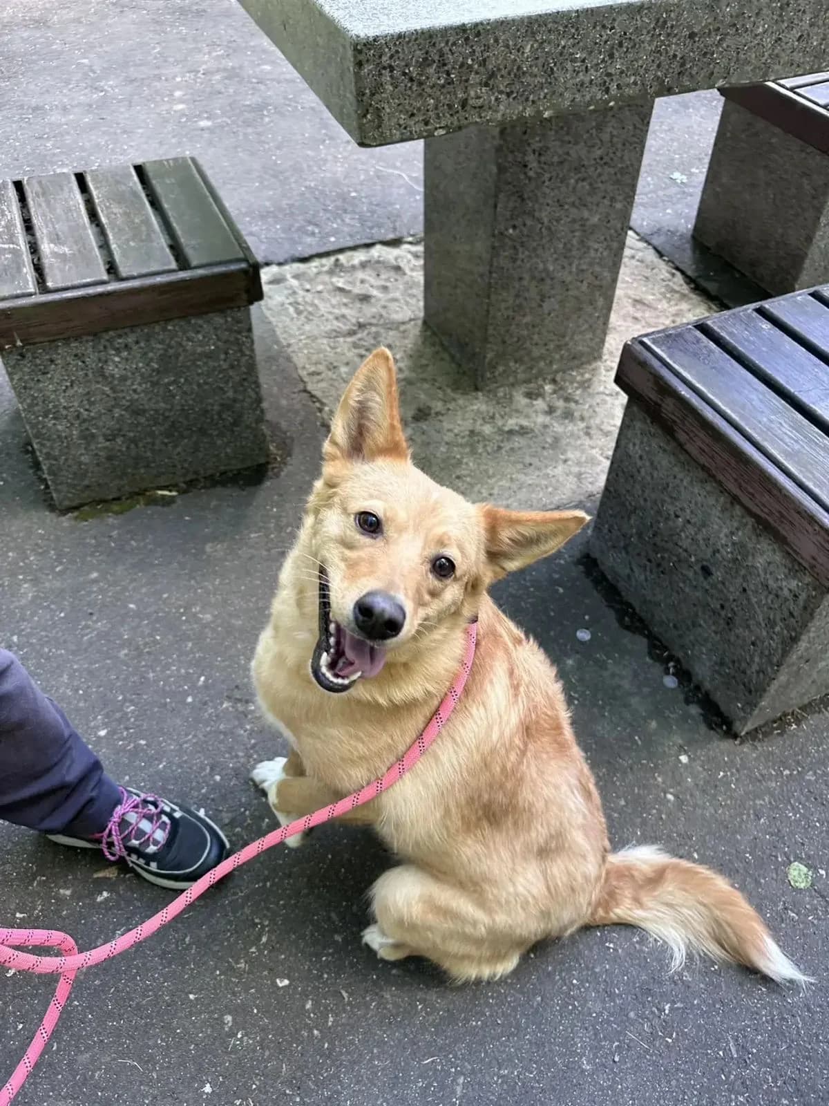 Laima | H26-0700, female Mixed Breed for adoption at Tierschutzverein House of animals Marfino eV, Jessen (Elster)