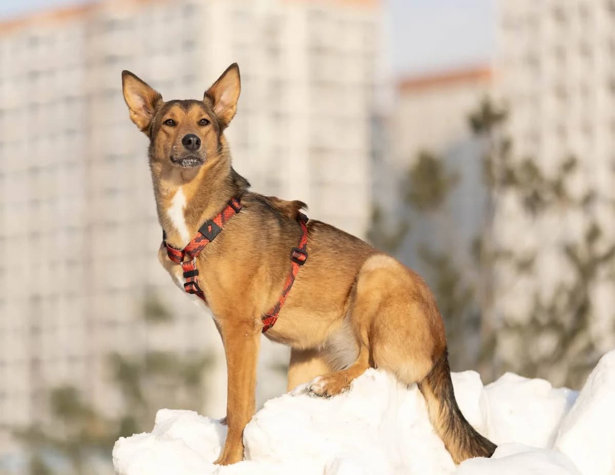 Myra | H26-0701, female Mixed Breed for adoption at Tierschutzverein House of animals Marfino eV, Jessen (Elster)