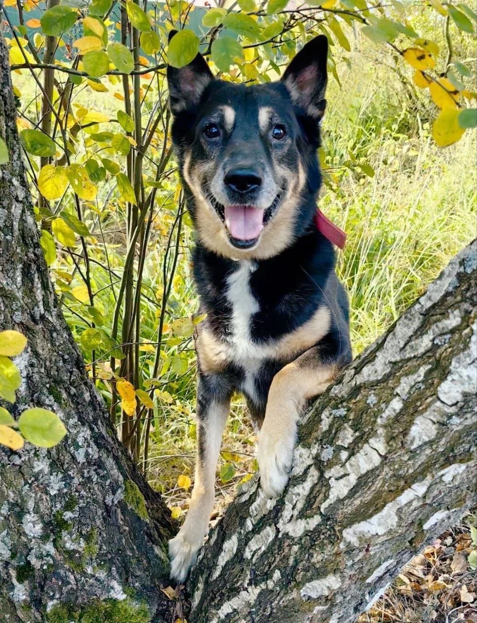 Spike | H26-0703, male senior Mixed Breed for adoption at Tierschutzverein House of animals Marfino eV, Jessen (Elster)