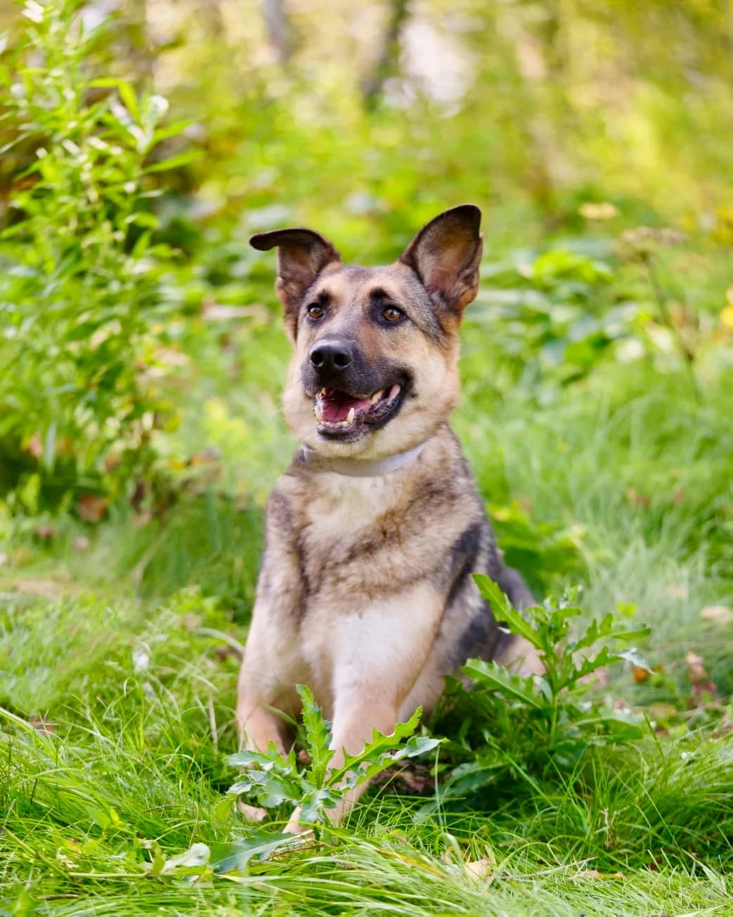 Barney | H26-0900, male Mixed Breed for adoption at Tierschutzverein House of animals Marfino eV, Jessen (Elster)