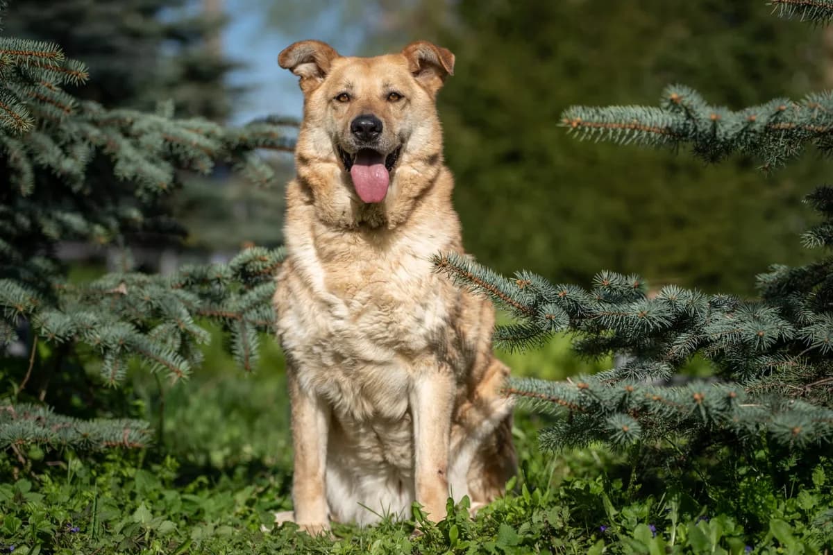 Naida | H26-0904, female Mixed Breed for adoption at Tierschutzverein House of animals Marfino eV, Jessen (Elster)